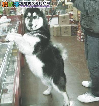 捡到能吃的阿拉斯加雪橇犬，等待主人认领