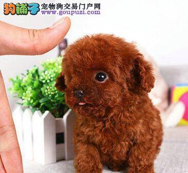 泰迪犬患上犬瘟热怎么办