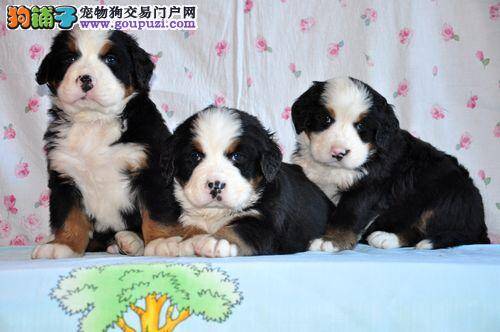 室外如何家养宠物伯恩山犬