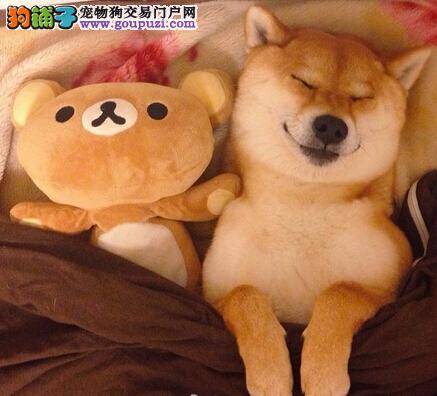 家养宠物的饮食管理 如何恰当的饲养柴犬