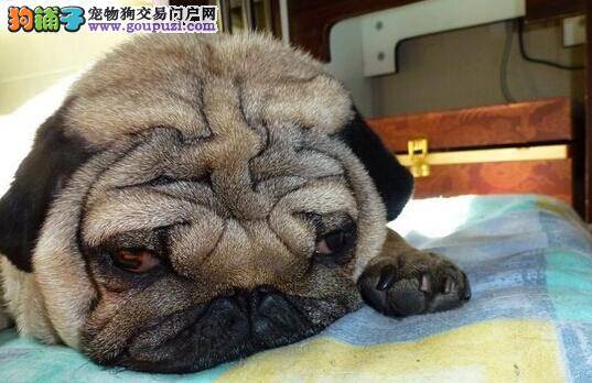 护理新趋势 喂养巴哥犬期间应注意哪些事情