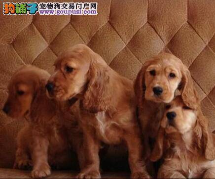 如何对可卡犬进行基本防卫术的训练