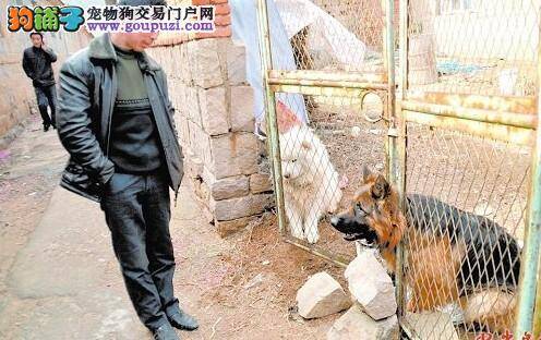 两只饿坏了走丢的名犬清晨敲门讨饭吃