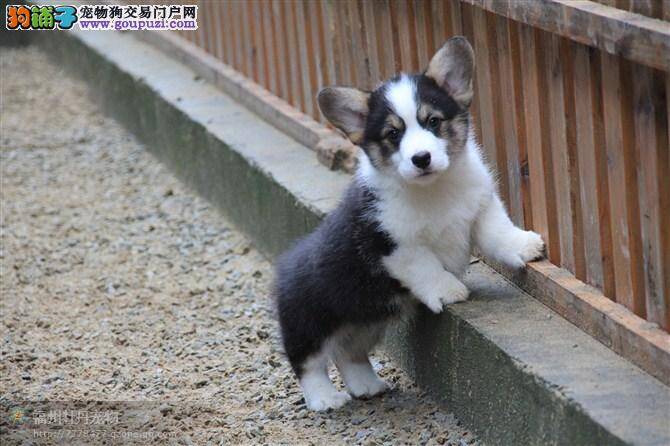 柯基犬患上细小后，咳嗽流鼻涕要怎么调理它