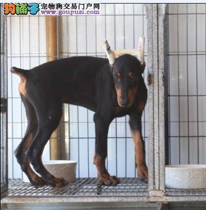 20天的小杜宾犬为什么总是浑身发抖