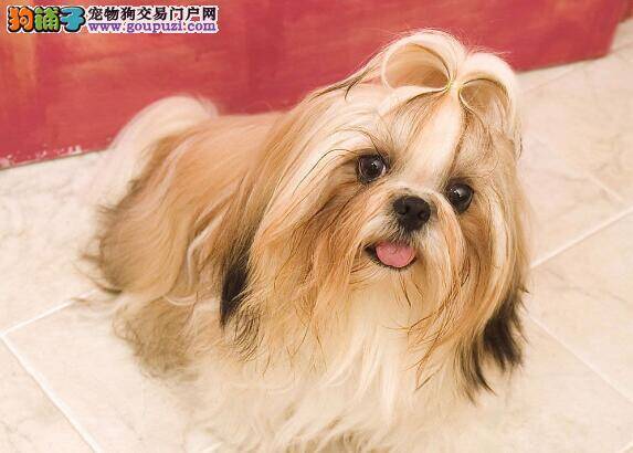 购买知识百科 挑选优秀的西施犬应当怎样做