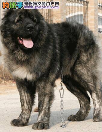 狗狗不粘人 让高加索犬乖乖在家的方法