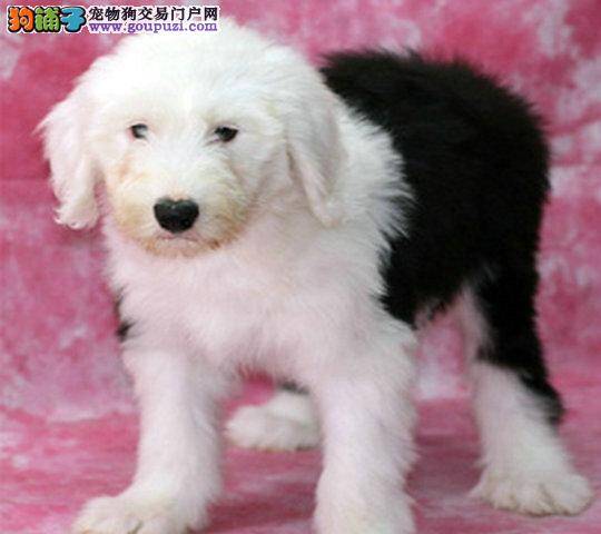 关于古代牧羊犬最基本的喂食方法介绍