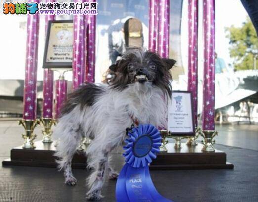 世界最丑小狗大赛冠军获得者脱颖而出