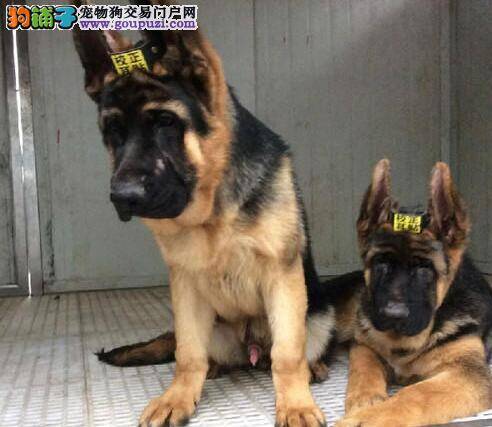德国牧羊犬最近不吃饭，没食欲是病了吗