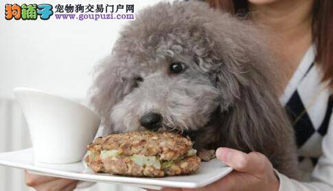 华裔女子在澳洲开设宠物蛋糕店 狗狗喜欢生意火爆