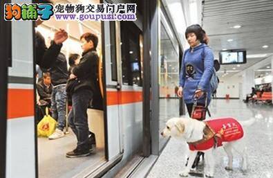 昨起上海正式向导盲犬开放公共交通工具