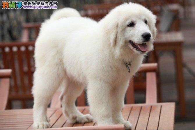 步入高龄期的大白熊犬应该如何护理