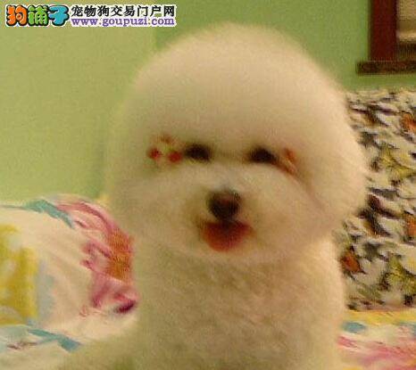 有病早知道 比熊犬耳朵发炎应如何医治