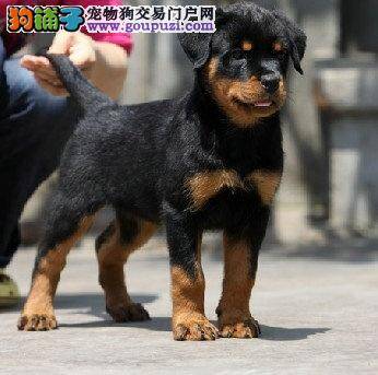 购买罗威纳犬要了解的三大购买要素