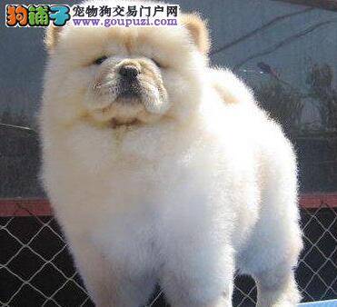 松狮犬没精神，不吃不喝全身发抖什么情况