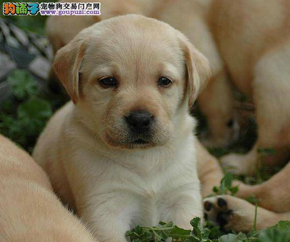 失传的营养学 拉布拉多犬吃补品期间应注意纳西