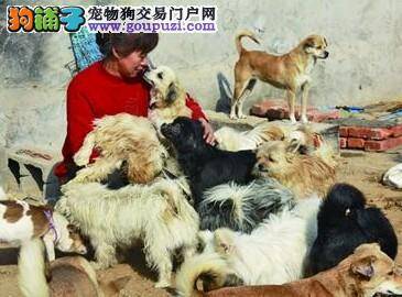 青岛妇女卖车收养流浪狗 每月花费数千元