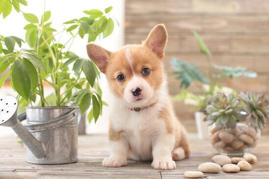 柯基犬的饲养方法原来是这样的