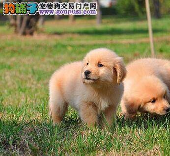 真正会买金毛犬的应该怎样做