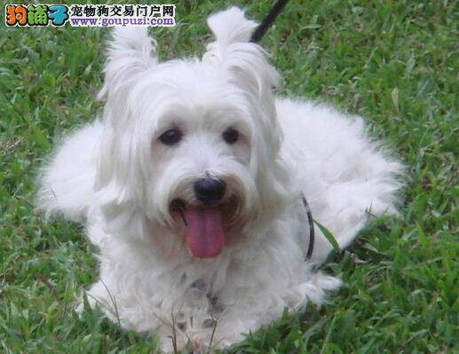 犬中女王之西高地日常美容的三个要点