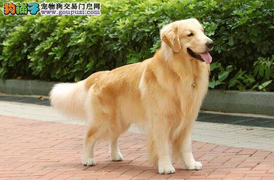 判断金毛犬品质高低的几个重要特点