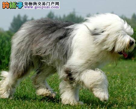 古代牧羊犬护食怎么办