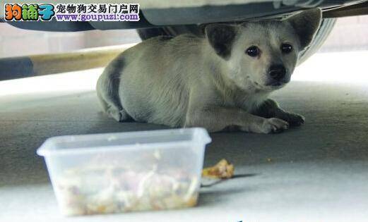 怀孕母犬死守停车位等待主人归来