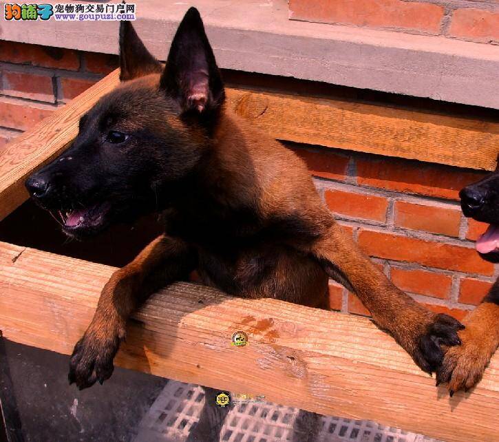 我家马犬不吃东西，只喝水该怎么办