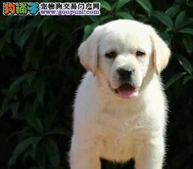 纯种拉布拉多幼犬的选购指南
