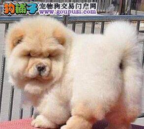 细心观察才能选购到健康纯种的松狮犬
