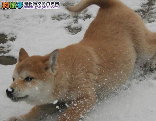 老当益壮 照顾中年时期的柴犬需要什么好方法