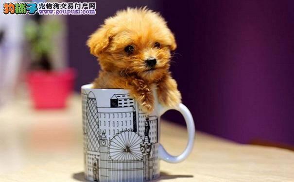 购买茶杯犬的价格 茶杯犬有什么优点和缺点