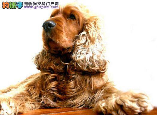 健康最重要 从医学角度告诉你可卡犬出现眼屎的原因