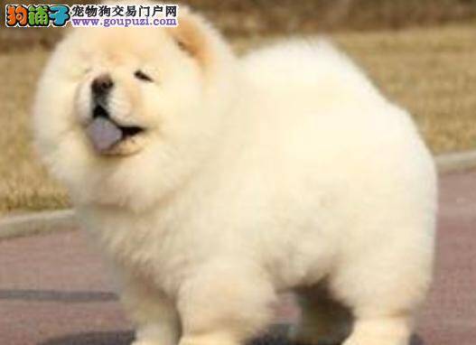 松狮犬 傻头傻脑大玩偶