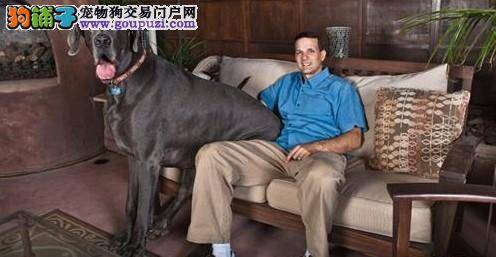 世界最高宠物狗将于8月出书