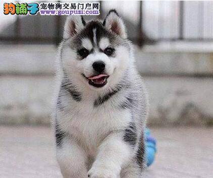 哈士奇呕吐物发黄，拉软便是怎么回事