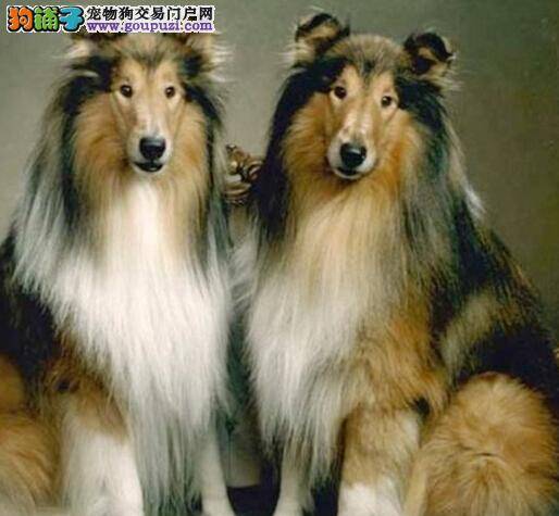 宠物主人必学 怎样教苏格兰牧羊犬学会文明如厕好习惯