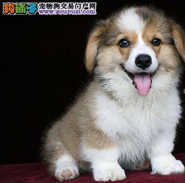柯基犬最近在家到处尿尿应怎么办