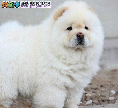 松狮犬最近总咳嗽，打喷嚏应如何治疗