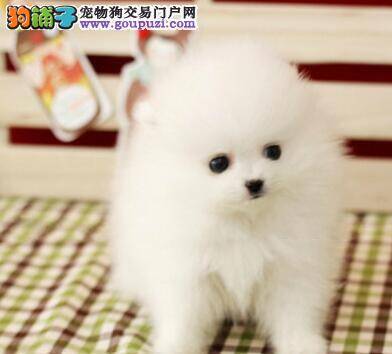 什么时候是接博美犬回家的最佳时机