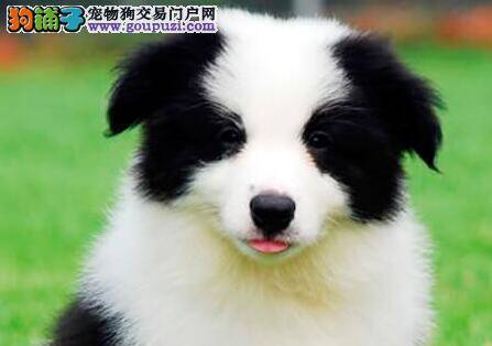 边境牧羊犬很瘦，一直吃不胖是什么毛病 怎么办