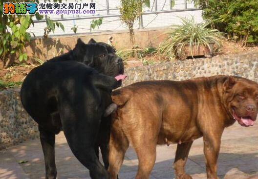 医疗小百科 怎样给卡斯罗犬挤肛门腺
