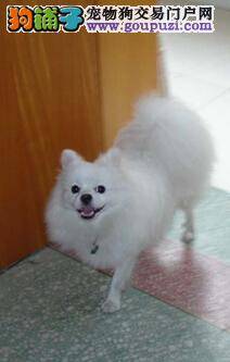 关注母犬健康 如何让博美犬母犬远离产后低血钙