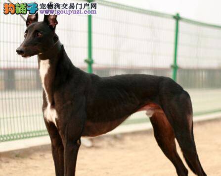 训练宝典之格力犬对着陌生人乱叫怎么办