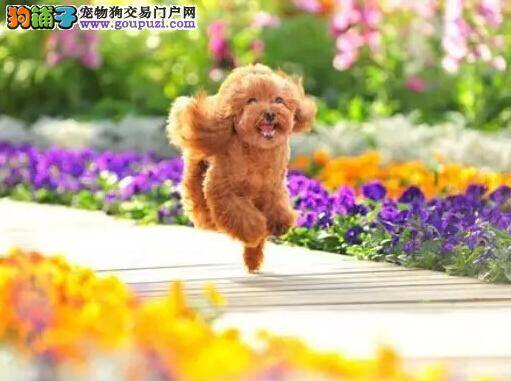 治疗泰迪犬抑郁症的具体解决方案