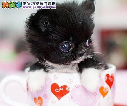 饲养攻略 外出期间如何照料发情期的茶杯犬