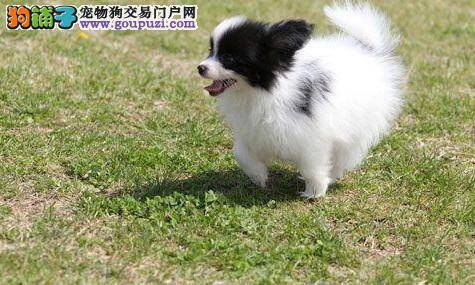 冬天蝴蝶犬总着凉拉稀怎么预防