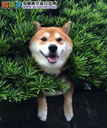 驱除柴犬体内寄生虫的几点注意事项