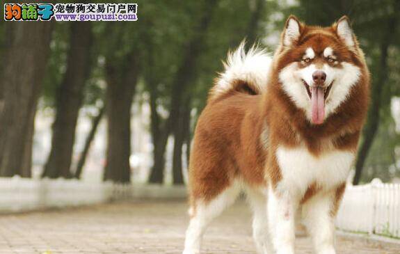 安全保卫战 如何给阿拉斯加雪橇犬正确佩戴项圈